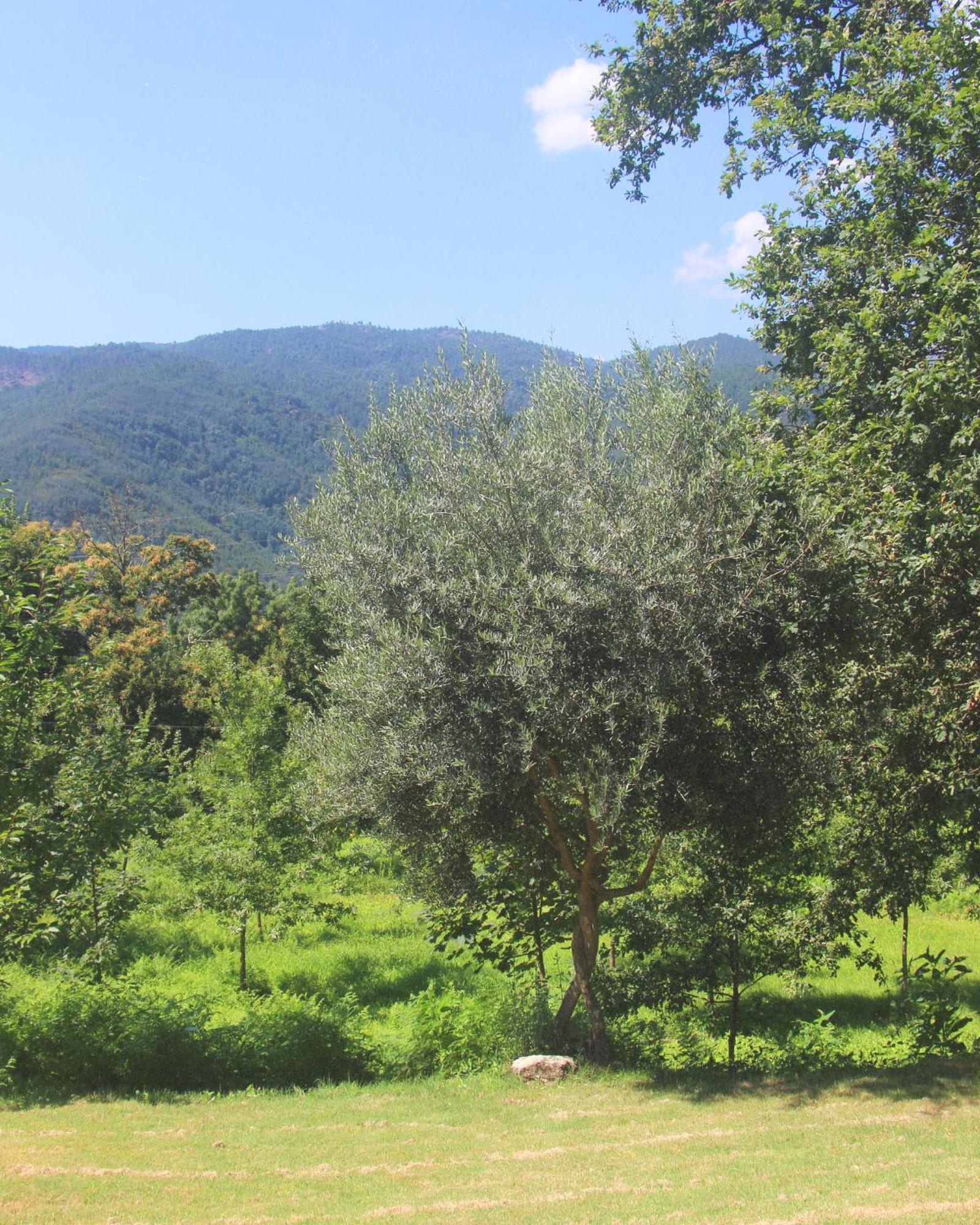 Willa Geres - Aldeia Turistica De Louredo Vieira do Minho Zewnętrze zdjęcie